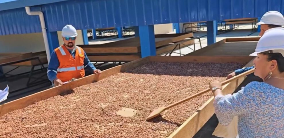 Planta de cacao en Pando