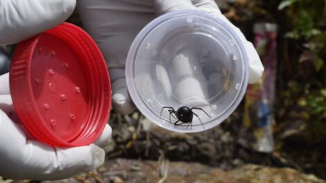Picadura de viuda negra y atención médica inmediata