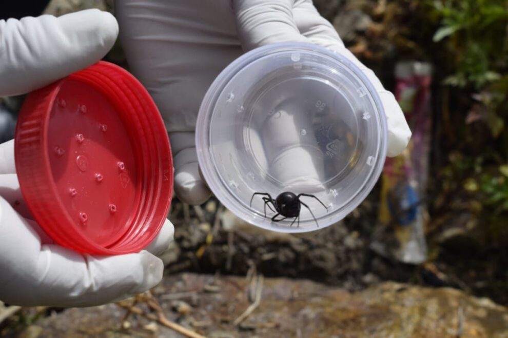 Picadura de viuda negra y atención médica inmediata