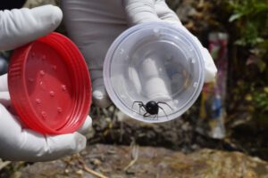 Picadura de viuda negra y atención médica inmediata