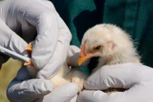 Brote de gripe aviar en Santa Cruz