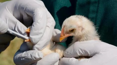 Brote de gripe aviar en Santa Cruz