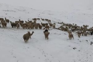 nevada en Cocapata provoca muerte de 1.500 animales