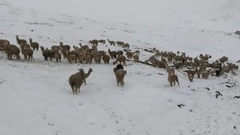 nevada en Cocapata provoca muerte de 1.500 animales