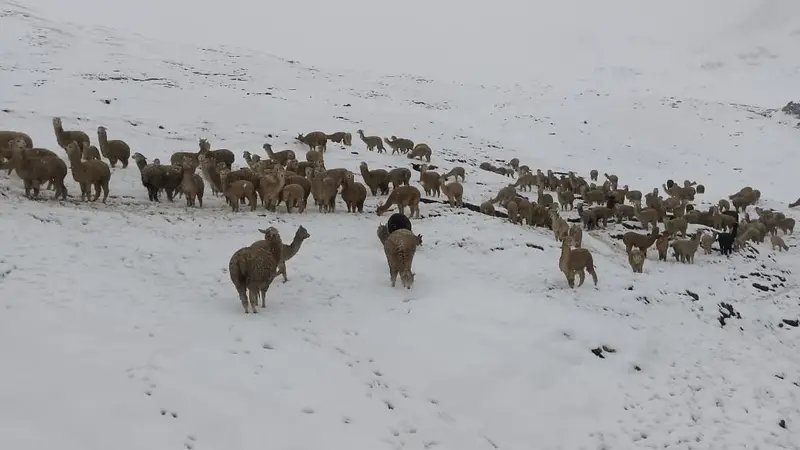 nevada en Cocapata provoca muerte de 1.500 animales