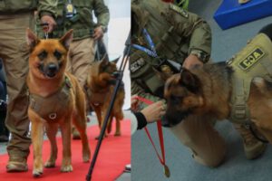 Aduana Nacional destaca la valentía y condecora a 2 canes detectores de divisas