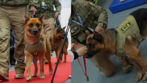 Aduana Nacional destaca la valentía y condecora a 2 canes detectores de divisas