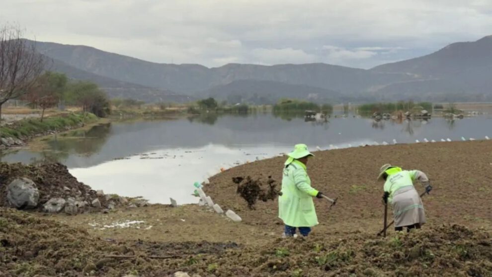 Laguna Alalay cristalina tras retiro de macrófitas