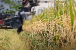 Aumento de producción agrícola en Bolivia