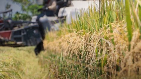 Aumento de producción agrícola en Bolivia