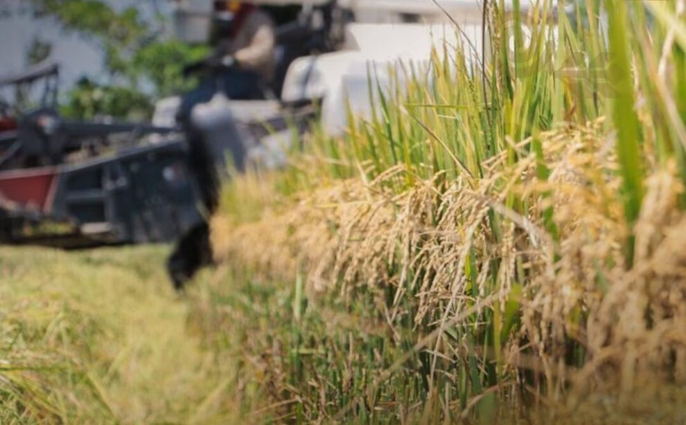 Aumento de producción agrícola en Bolivia