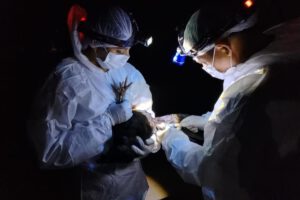 Brote de influenza aviar en Santa Cruz