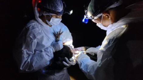 Brote de influenza aviar en Santa Cruz