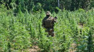 Erradicación de marihuana en Yapacaní
