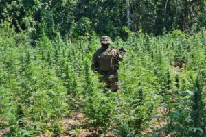 Erradicación de marihuana en Yapacaní