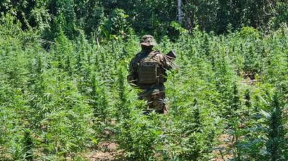 Erradicación de marihuana en Yapacaní