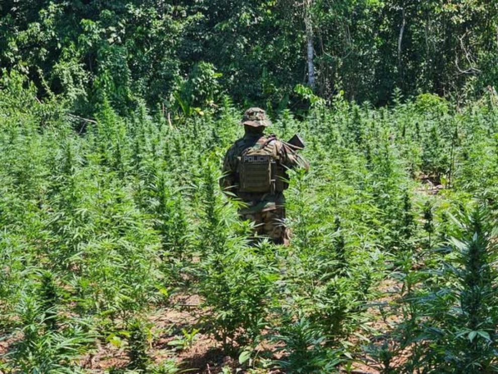 Erradicación de marihuana en Yapacaní