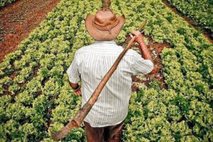 Día Mundial de la Agricultura y su importancia en la sostenibilidad