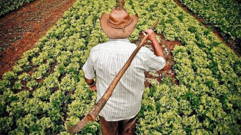 Día Mundial de la Agricultura y su importancia en la sostenibilidad