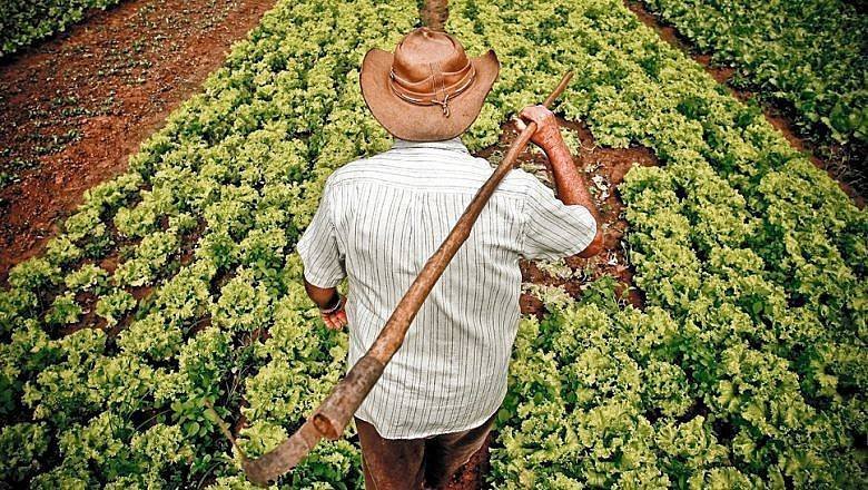 Día Mundial de la Agricultura y su importancia en la sostenibilidad