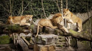 Leones matan a trabajador en zoológico