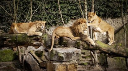 Leones matan a trabajador en zoológico