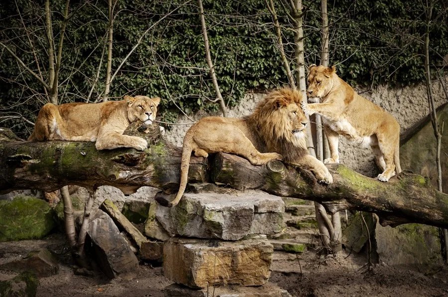 Leones matan a trabajador en zoológico