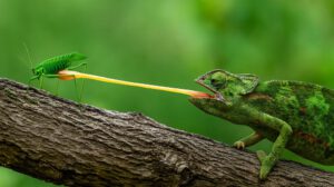 Lengua balística en reptiles y su aplicación en medicina robótica