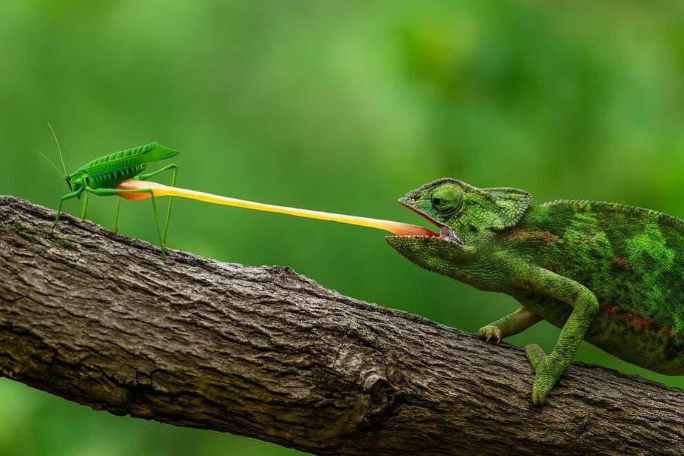 Lengua balística en reptiles y su aplicación en medicina robótica