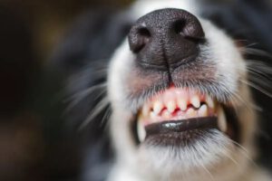 rabia canina en Cochabamba