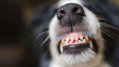 rabia canina en Cochabamba