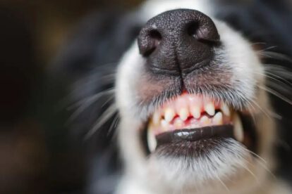 rabia canina en Cochabamba