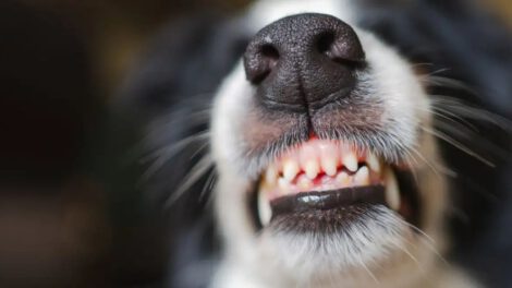 rabia canina en Cochabamba