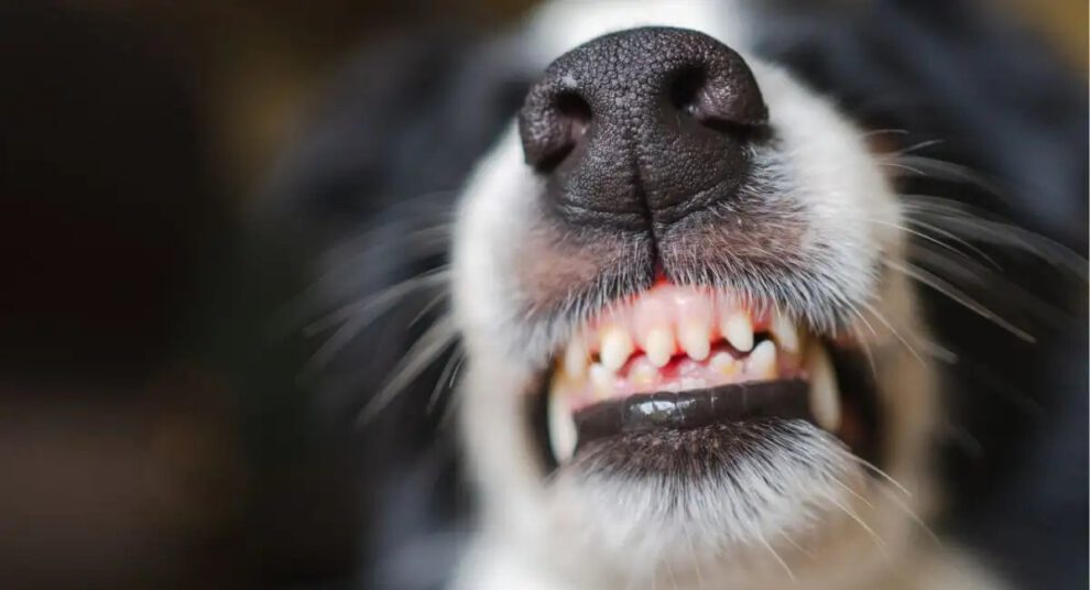 rabia canina en Cochabamba