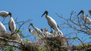 Garzas migratorias regresan a San Carlos para anidar
