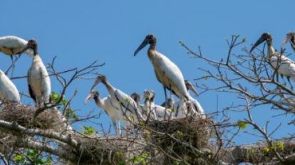 Garzas migratorias regresan a San Carlos para anidar