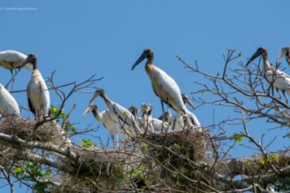 Garzas migratorias regresan a San Carlos para anidar