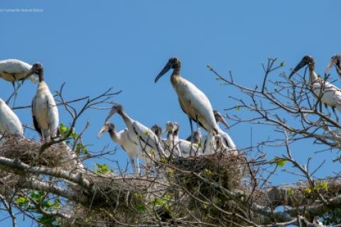 Garzas migratorias regresan a San Carlos para anidar