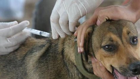 Rabia canina en Sucre