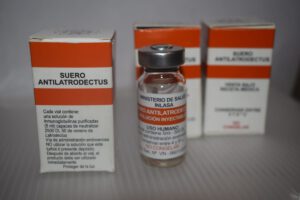 Aumento de casos de picadura de viuda negra en Oruro