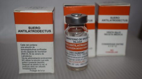 Aumento de casos de picadura de viuda negra en Oruro