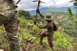 Erradicación de coca en el trópico de Cochabamba
