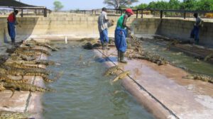 Industria de la cría de cocodrilos en Zimbabue