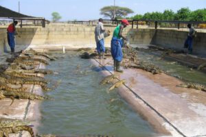 Industria de la cría de cocodrilos en Zimbabue