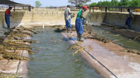 Industria de la cría de cocodrilos en Zimbabue
