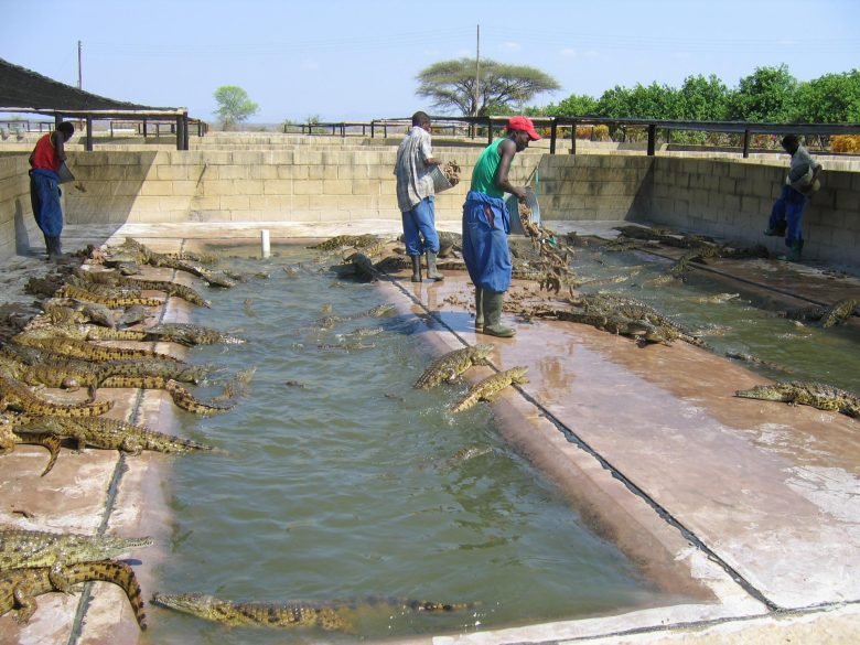 Industria de la cría de cocodrilos en Zimbabue