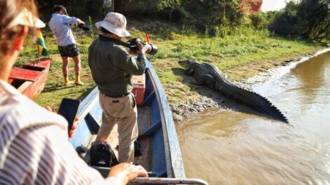 Caimán negro Jesús en Santa Ana de Yacuma