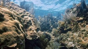 Arrecifes de coral del Atlántico