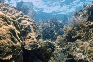 Arrecifes de coral del Atlántico