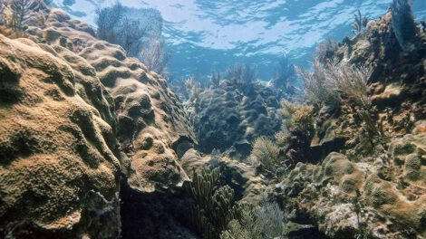 Arrecifes de coral del Atlántico